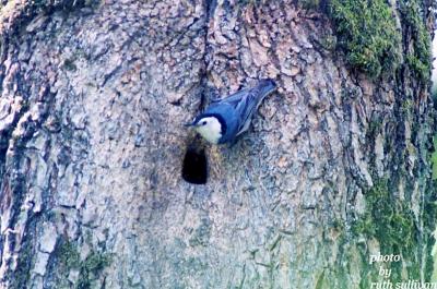 White-breasted Nuthatch(at nest hole)