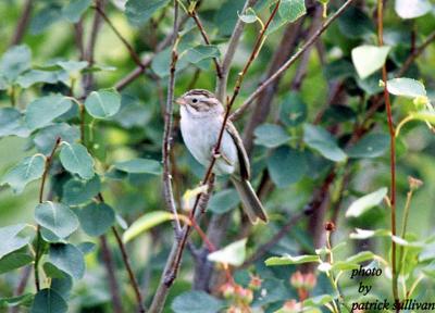 Clay-colored Sparrow