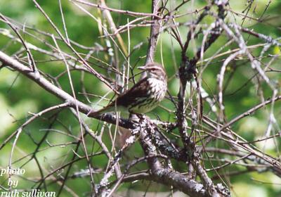 Northern Waterthrush