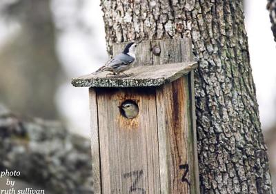 White-breasted Nuthatches(at nestbox)