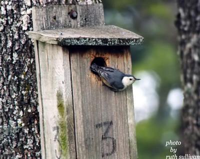 White-breasted Nuthatch(at nestbox)