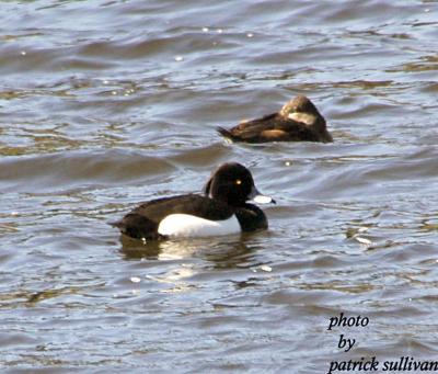 Tufted Duck(with Ring-necked Duck)