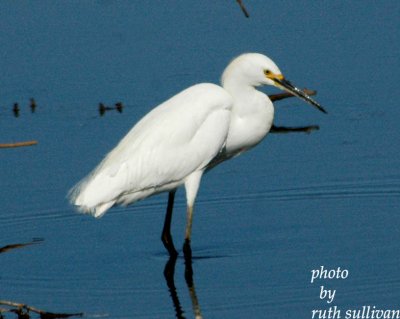 Snowy Egret