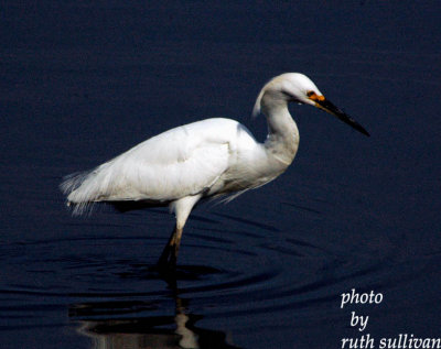 Snowy Egret