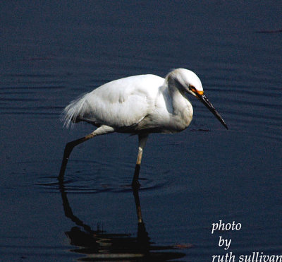 Snowy Egret