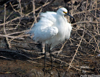 Snowy Egret