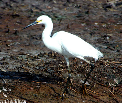 Snowy Egret