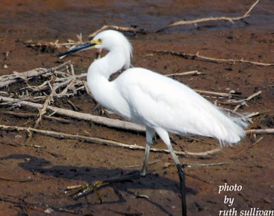 Snowy Egret