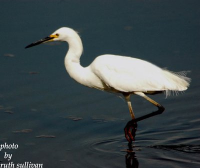 Snowy Egret