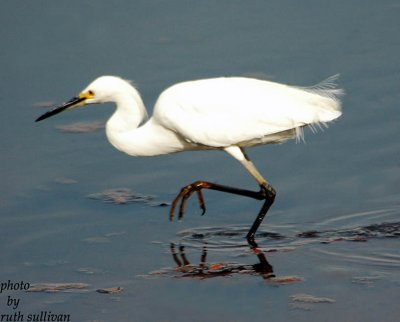 Snowy Egret