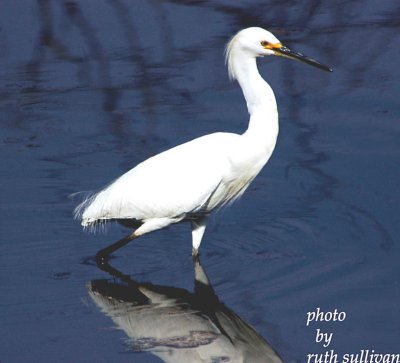 Snowy Egret