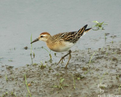 Sharp-tailed Sandpiper