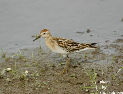 Sharp-tailed Sandpiper
