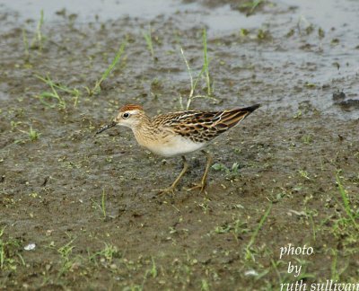 Sharp-tailed Sandpiper