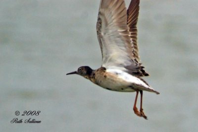 Ruff adult