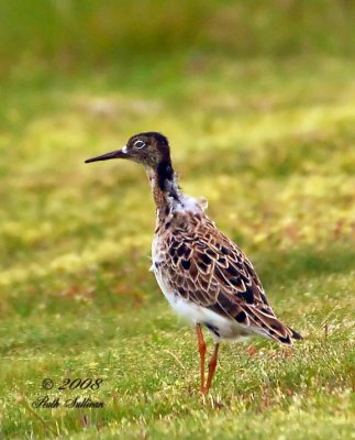 Ruff adult