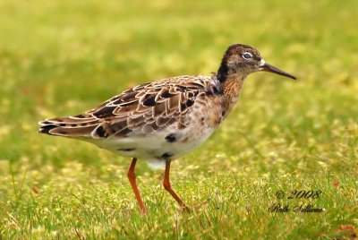 Ruff adult