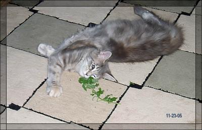 rolling  in  catnip