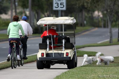 Walking his dogs