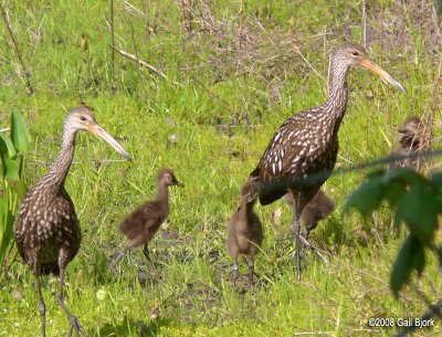 Limpkins-with-chicks.jpg