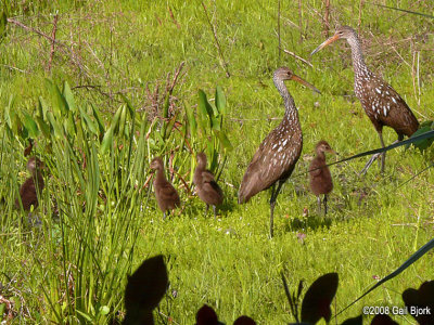 Limpkins-with-chicks2.jpg