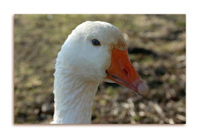 Swans & Ducks