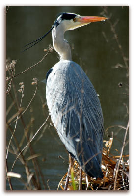 Herons