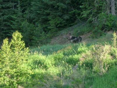 Idaho Moose