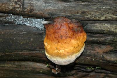 Fungi and Ice