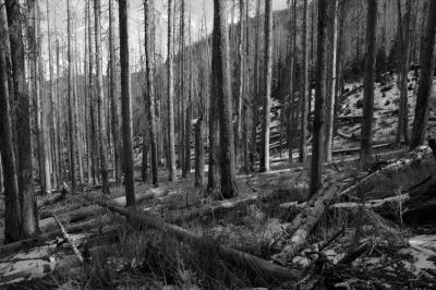 B & W Forest