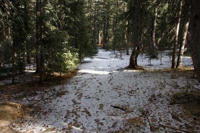 Forest Path