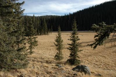 Golden Meadows