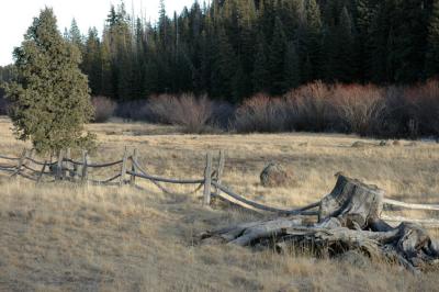 Stump and Fence