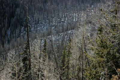 Snowy Trees