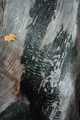 Charred Log and Leaf