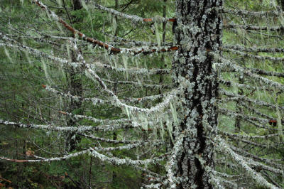 Mossy Branches