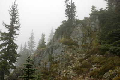 Rock and Trees in the Rain