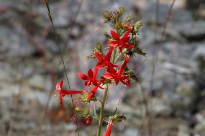 Red Flowers