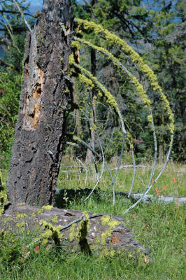 Okanogan N.F. - Lookout Mountain 5515