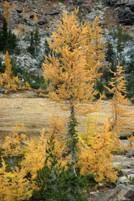 Larch Scene