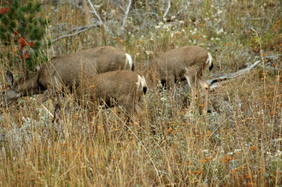 Three Parallel Deer