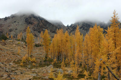 Larches and Ingalls Peak