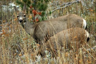 Pair of Deer