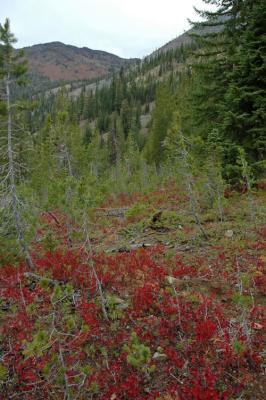 Heather on South Side of Ingalls Pass