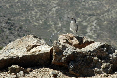 Bird at Summit