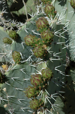 Prickly Pear Buds