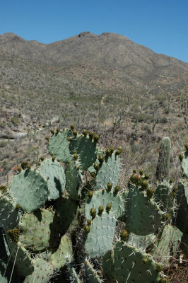 Prickly Pear and Wasson