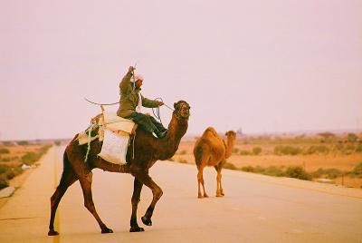 camel herdman