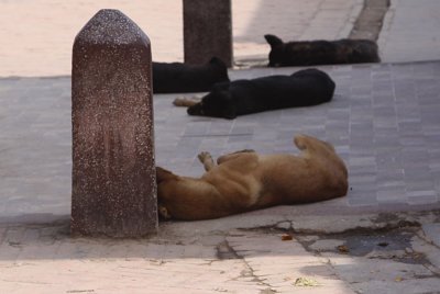 A dog's life near the stupa