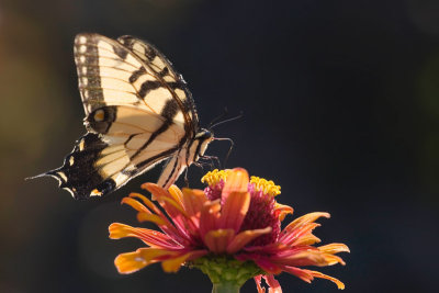 Swallowtail & zinnia